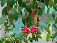 Mantilla [Род фуксия – Fuchsia L.]