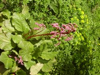 Margery Fish [Род бадан – Bergenia Moench]