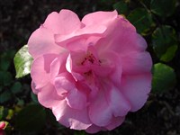 Marguerite Hilling [Род роза (шиповник) – Rosa L.]