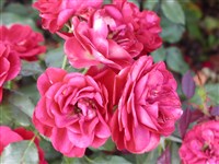 Mariandel [Род роза (шиповник) – Rosa L.]