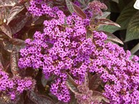 Marine [Род гелиотроп – Heliotropium L.]