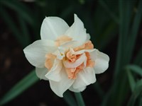 Maty Jose [Род нарцисс – Narcissus L.]