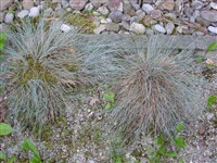 Meerblau Sea Blue [Род овсянница – Festuca L.]