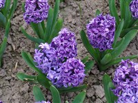 Meliagris [Род гиацинт – Hyacinthus L.]
