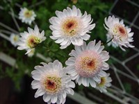Mery Woolton [Род аргирантемум – Argyranthemum Webb.ex Schultz-Bip.]