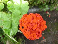 Meteor [Род пеларгония (пеларгониум) – Pelargonium L’Herit.]