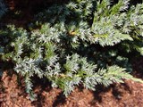 Meyeri [Род можжевельник – Juniperus L.] (2)