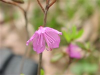 Midwinter [Род рододендрон – Rhododendron L.]