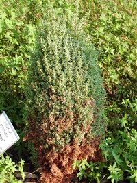 Miniatur [Род можжевельник – Juniperus L.]