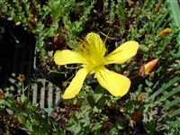 Minus [Род зверобой – Hypericum L.]