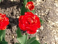 Miranda [Род тюльпан – Tulipa L.]