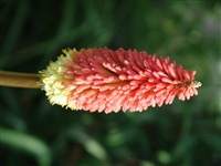 Modesta [Род книфофия (книпхофия, тритома) – Kniphofia Moench]