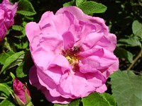 Moje Hammarberg [Род роза (шиповник) – Rosa L.]