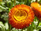Monstrosum [Род гелихризум (цмин, бессмертник) – Helichrysum Mill.] (5)