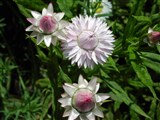 Monstrosum [Род гелихризум (цмин, бессмертник) – Helichrysum Mill.] (6)