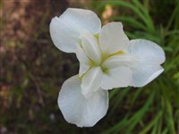 Mont Blanc [Род ксифиум – Xiphium (Mill.) Dykes]