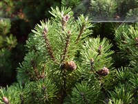 Mops [Род сосна – Pinus L.] (1)