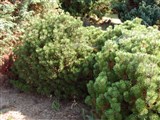 Mops [Род сосна – Pinus L.] (2)