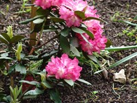 Morgenrot [Род рододендрон – Rhododendron L.]