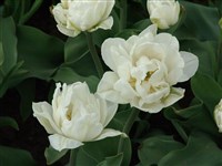 Mounte Takoma [Род тюльпан – Tulipa L.]