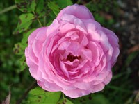 Mrs John Laing [Род роза (шиповник) – Rosa L.]
