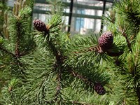 Mugus [Род сосна – Pinus L.]
