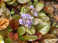 Multicolor [Род живучка – Ajuga L.]