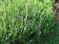 Munstead [Род лаванда – Lavanda]