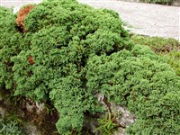 Nana Procumbens [Род можжевельник – Juniperus L.]