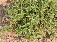 Nana [Род куфея – Cuphea P.Browne]