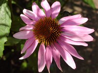 Nana [Род эхинацея – Echinacea Moench]