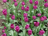 Negrita [Род тюльпан – Tulipa L.]