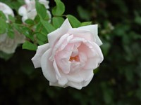 New Dawn [Род роза (шиповник) – Rosa L.]
