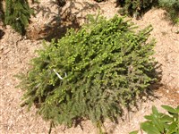 Nidiformis [Род ель – Picea A.Dietr.]