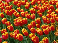 Noranda [Род тюльпан – Tulipa L.]