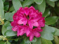 Nova Zembla [Род рододендрон – Rhododendron L.]