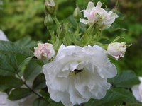Nova Zembla [Род роза (шиповник) – Rosa L.]