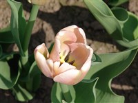 Ollioules [Род тюльпан – Tulipa L.]