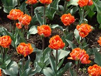 Orange Princess [Род тюльпан – Tulipa L.]