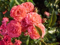 Orange Triumph [Род роза (шиповник) – Rosa L.]