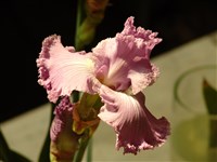 Orchid Tapestry [Род ирис (касатик, певник, петушки, бубенчики) – Iris L.]