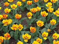Oriental Splendor [Род тюльпан – Tulipa L.]
