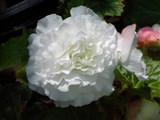 Ornament [Род бегония – Begonia L.] (2)