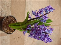 Ostara [Род гиацинт – Hyacinthus L.]