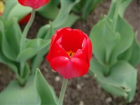 Oxford [Род тюльпан – Tulipa L.]