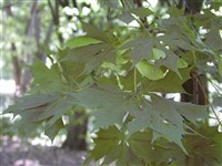 Palmatifidum [Род клён – Acer L.]