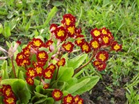 Pam [Род примула (первоцвет) – Primula L.]