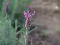 Papillon [Род лаванда – Lavanda]