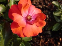 Paprica [Род роза (шиповник) – Rosa L.]