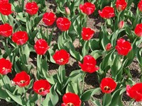 Parad [Род тюльпан – Tulipa L.]